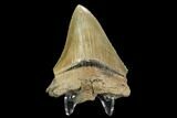 Serrated, Fossil Megalodon Tooth #125334-1
